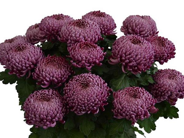 Хризантема черенок Edenblue Violet (фиолетовая)