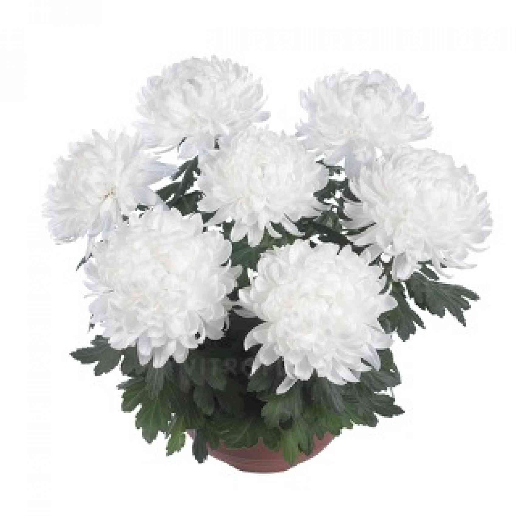 Хризантема черенок Organza (белая)