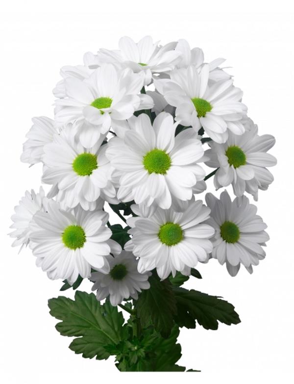 Хризантема черенок Kennedy White (белая)