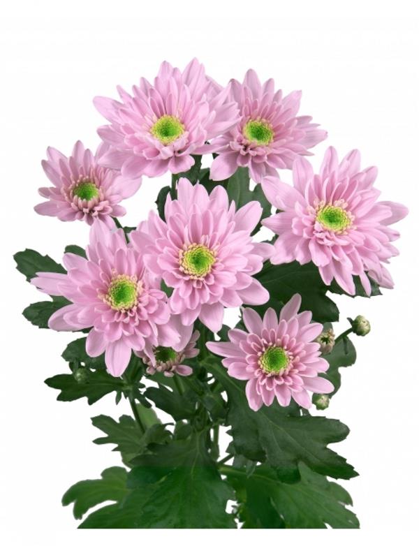 Хризантема черенок Mona Lisa Pink (рожева)