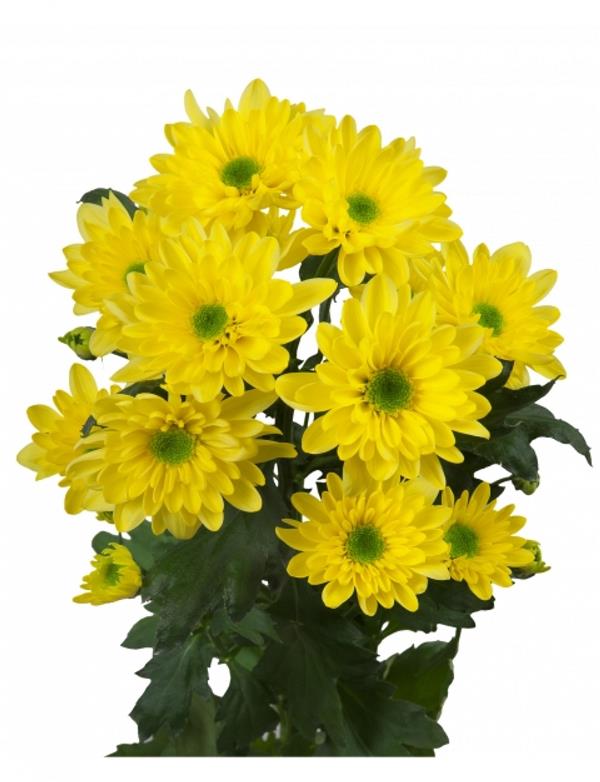 Хризантема черенок Mona Lisa Sunny (жовта)