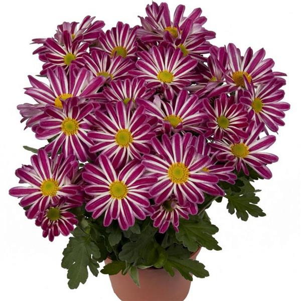 Хризантема черенок Rainbow Twist