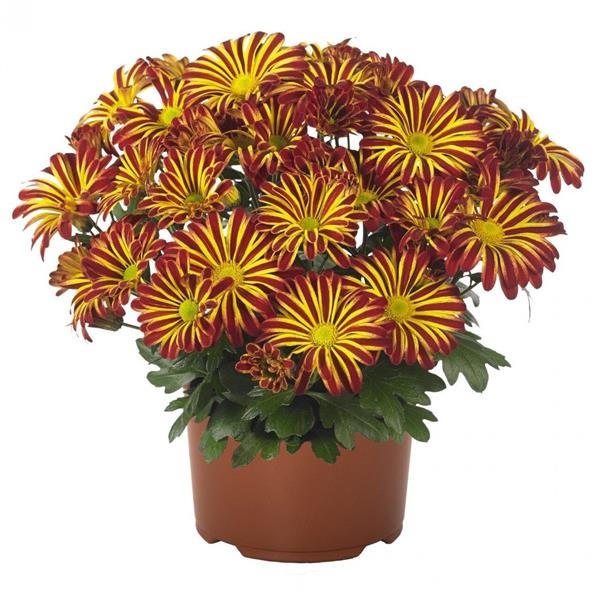 Хризантема черенок Rainbow Circus (красно-желтый)