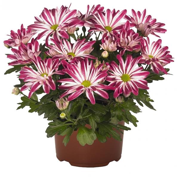 Хризантема черенок Rainbow Carousel (розово-белая)