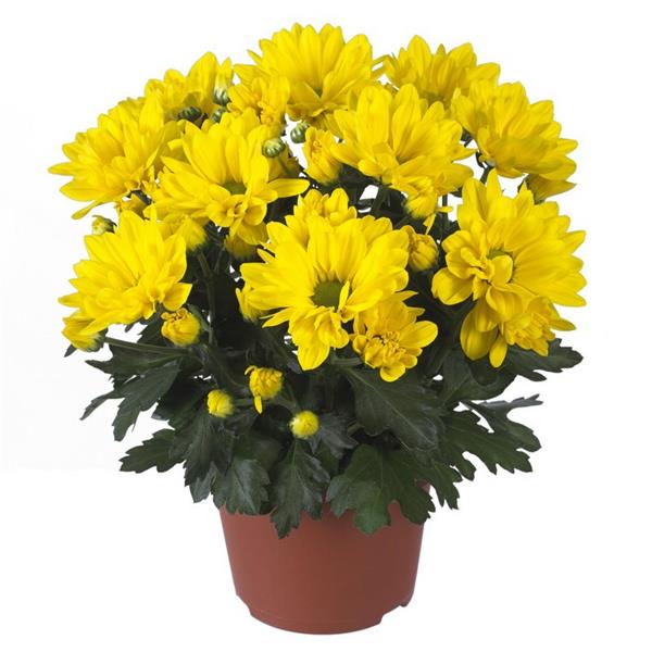 Хризантема черенок Breeze Sol (желтая)