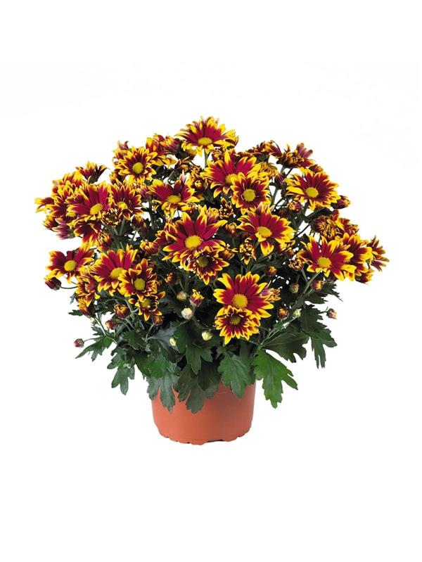 Хризантема черенок Ciao Red (красно-желтая)