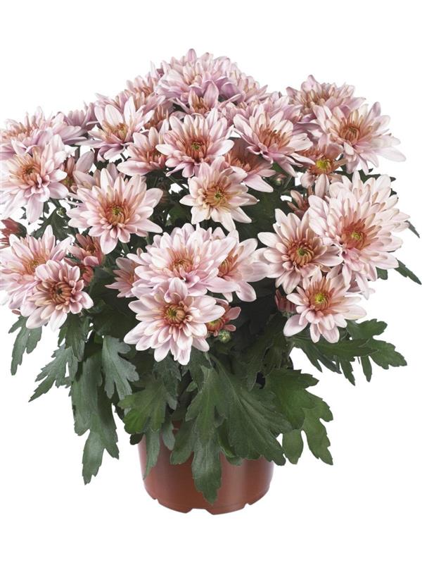 Хризантема черенок Mount Harmony Copper (розовая)