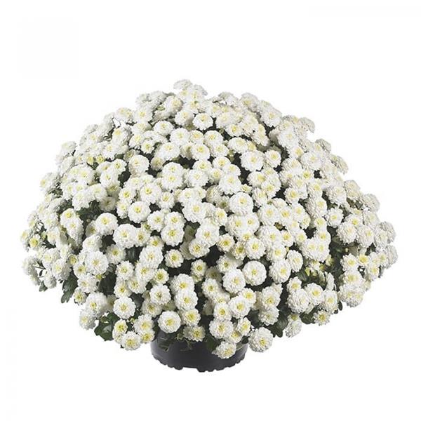 Хризантема саженец Zsa Zsa White (белая)