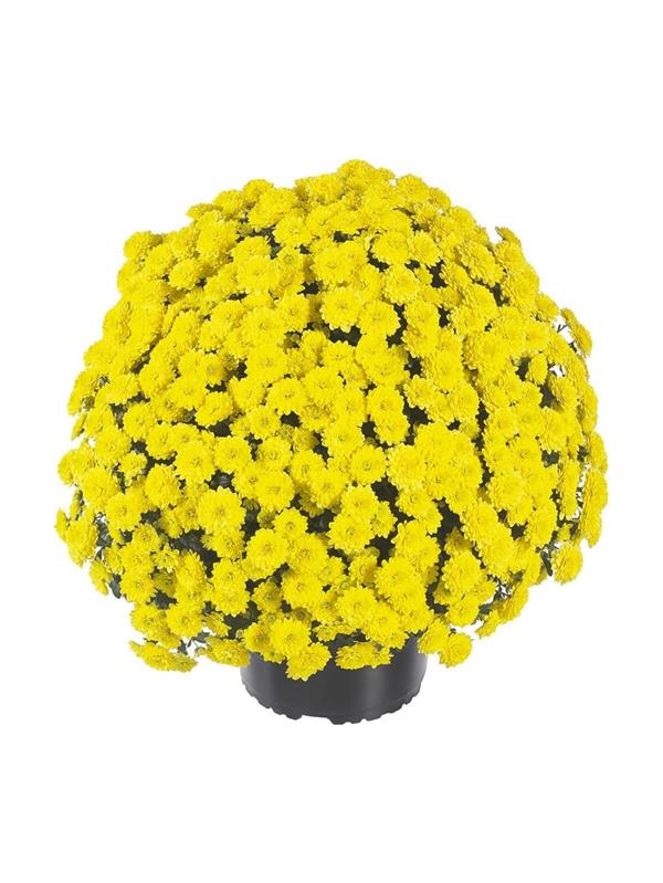 Хризантема саженец Zsa Zsa Yellow (желтая)