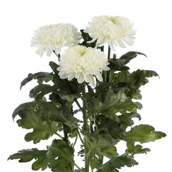 Хризантема черенок Leonov (белая)