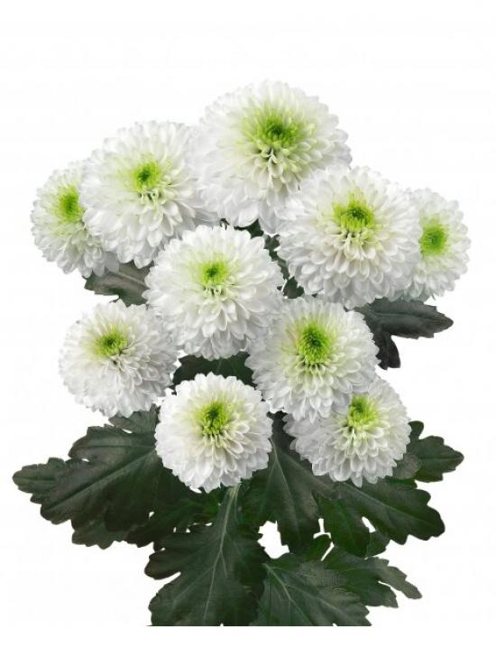 Хризантема черенок AAA Doria White (белая)