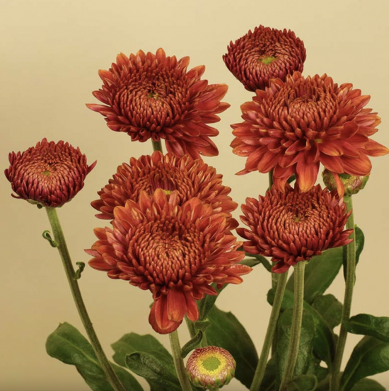 Хризантема черенок Blenda Red (красная)