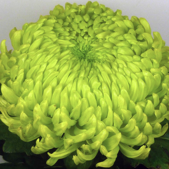 Хризантема черенок Jade Green (зеленая)