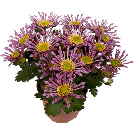 Хризантема черенок Splash Intense (розово-желтая)