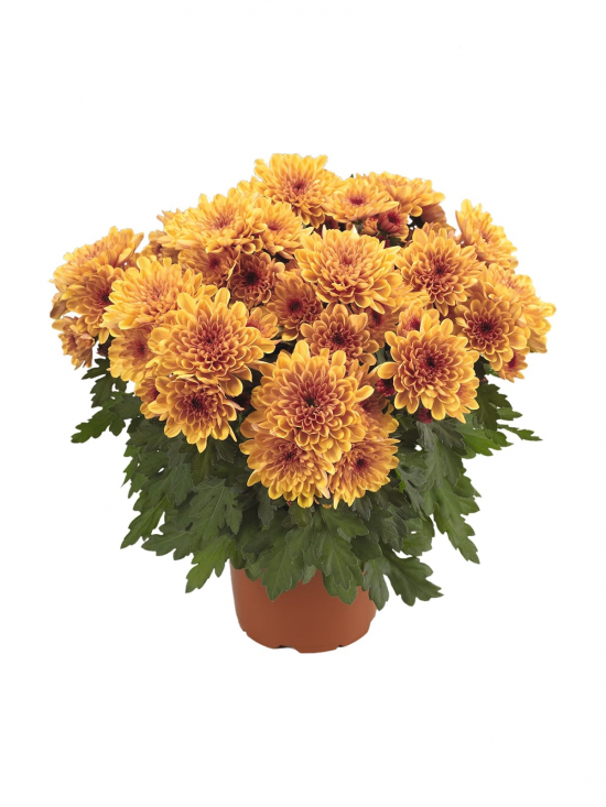Хризантема черенок Mount Tolima (оранжевая)