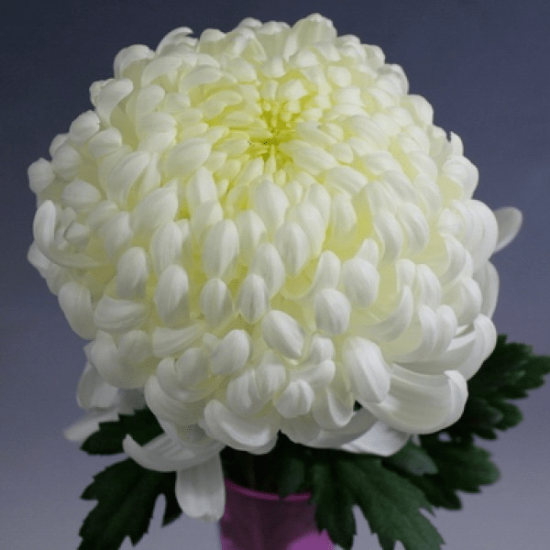 Хризантема саженец Vienna White (белая)