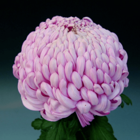 Хризантема саженец Vienna Pink (розовая)