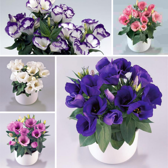 Эустома рассада Carmen (смесь цветов)