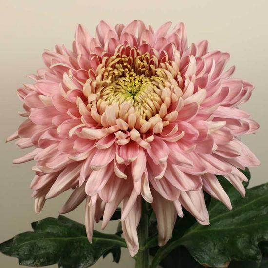 Хризантема черенок Holiday Pink (розовая)