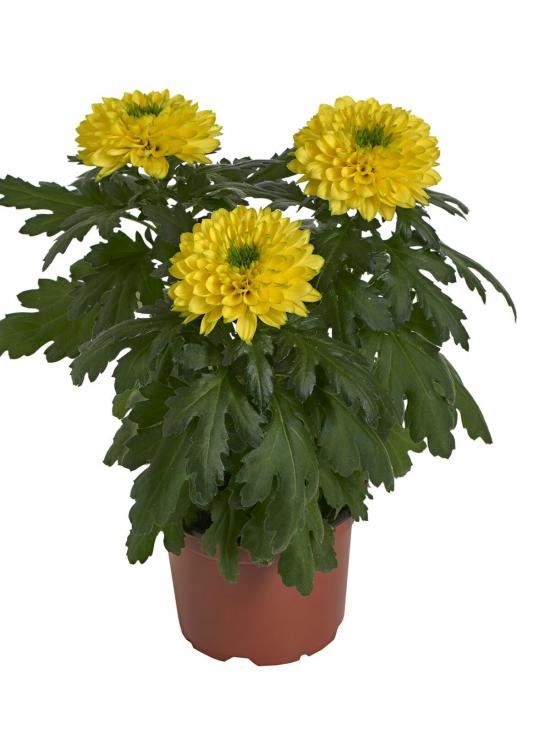 Хризантема черенок Nova Yellow (желтая)