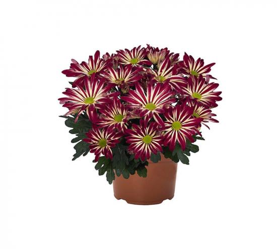 Хризантема черенок Rainbow Dizzy (бордо-белая)