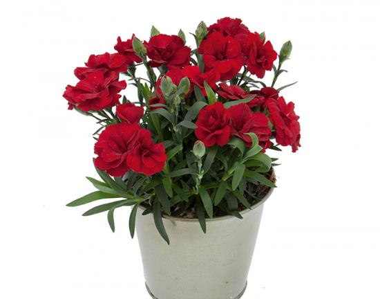 Рассада гвоздики махровой Oscar Dark Red (темно-красная)