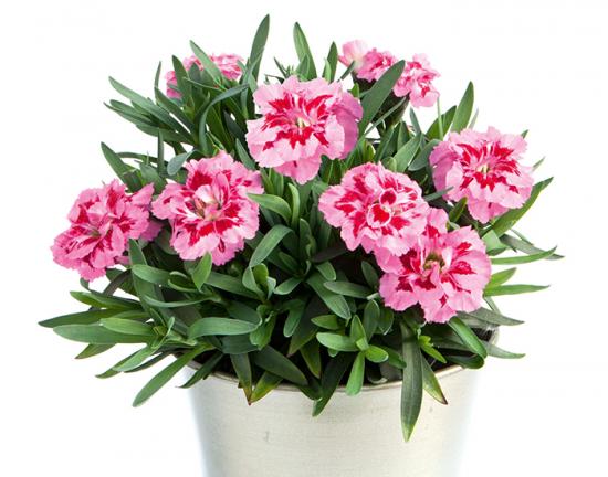 Розсада гвоздики махрової Oscar Pink&Purple (рожево-фіолетова)