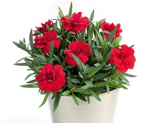 Розсада гвоздики махрової Oscar Red