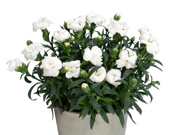 Розсада гвоздики махрової  Super Truper Whitney