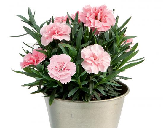 Розсада гвоздики махрової Oscar Pink (рожева)