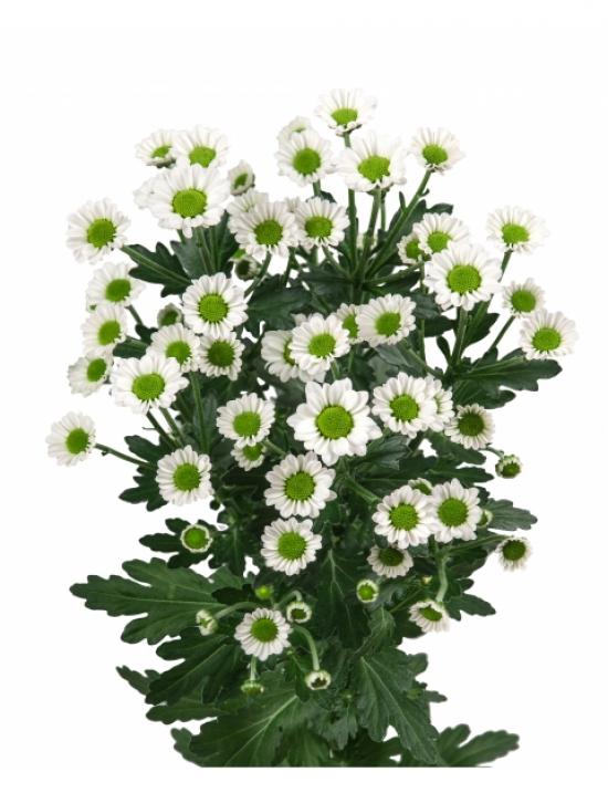 Хризантема черенок Madiba Nyaka White (белая)