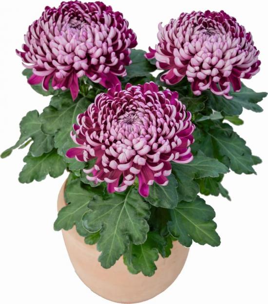 Хризантема черенок Nevada Violet (фиолетовая)