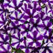 Розсада Supertunia mini Vista Violet Star