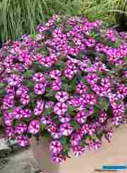 Розсада Supertunia Vista Raspberry Star