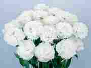 Еустома Celebrich 2 White (белая)
