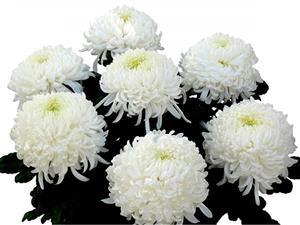 Хризантема саджанець Rose D'une Nuit Blanc (біла)