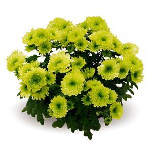 Хризантема саджанець Emerald (зелена)