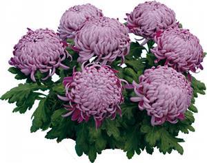 Хризантема саджанець Irisa (lilac)