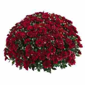 Хризантема саджанець Meridian Fiesta Red (червона)