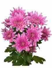 Хризантема саджанець Bretagne Pink (рожевий)