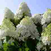 Гортензія метельчата Grandiflora (біла) 4-х річна, в горщику