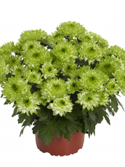 Хризантема саджанець Nova Lime (зелена)